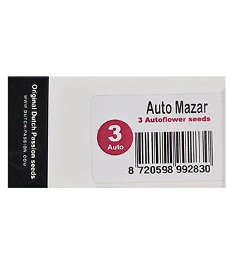 Auto Mazar > Dutch Passion | Semillas autoflorecientes  |  Índica