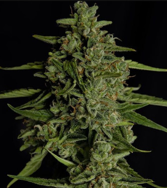 Auto Medusa F1 > Royal Queen Seeds | Autoflowering Cannabis   |  Hybrid