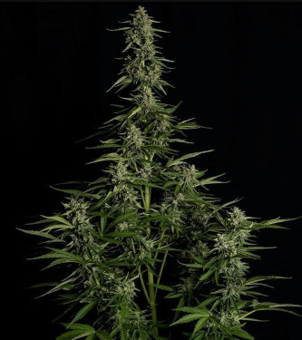 Auto Medusa F1 > Royal Queen Seeds | Autoflowering Cannabis   |  Hybrid