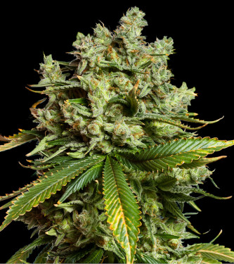 Auto Mimosa Famosa > Bulk Seed Bank | Graines Autofloraison  |  Sativa