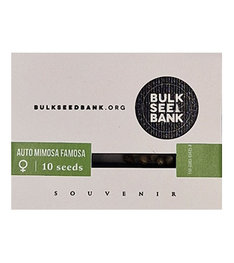 Auto Mimosa Famosa > Bulk Seed Bank | Semillas autoflorecientes  |  Sativa