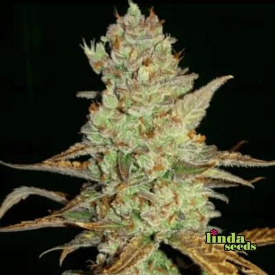 Auto Mimosa Samen > Linda Seeds | Hanfsamen Empfehlungen  |  Günstige Hanfsamen
