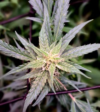 Auto Mimosa Orange Punch > Linda Seeds | Autoflowering Cannabis   |  Hybrid