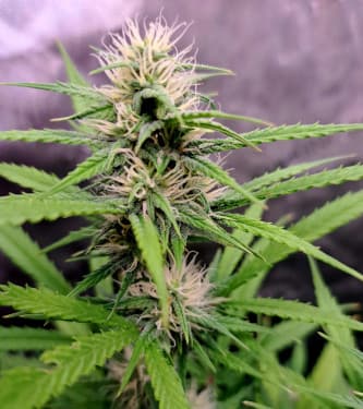 Purple Bud Semillas Auto de White Label – Sensi Seeds