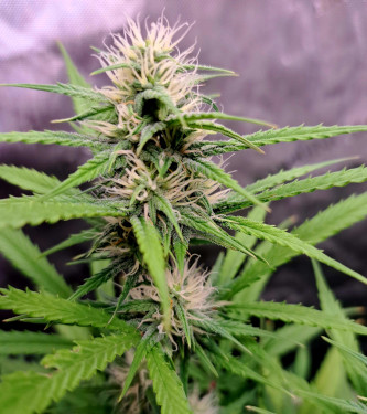 Stress Killer Automatic Semillas de Marihuana - Royal Queen Seeds