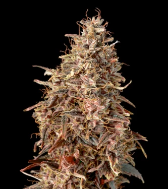 Auto Mimosa Punch > Advanced Seeds | Graines Autofloraison  |  Indica