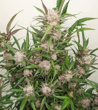 Auto Mimosa Punch > Dutch Passion | Graines Autofloraison  |  Hybride