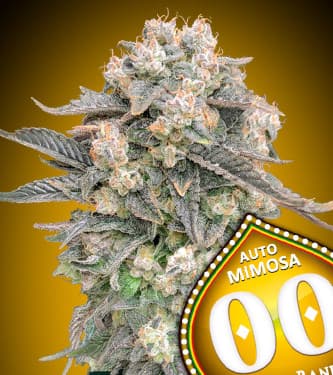 Auto Mimosa > 00 Seeds Bank | Semillas autoflorecientes  |  Sativa