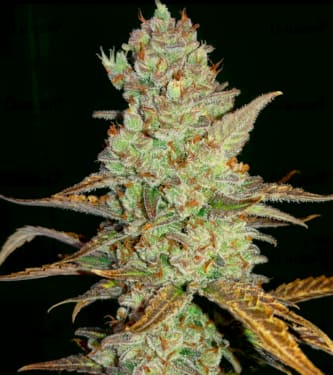 Auto Mimosa > Linda Seeds | Cannabis seeds recommendations  |  Affordable Cannabis