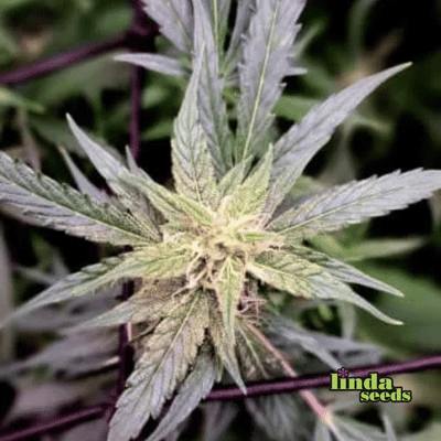 Auto Mimosa Orange Punch Seed > Linda Seeds | Autoflowering Cannabis   |  Hybrid