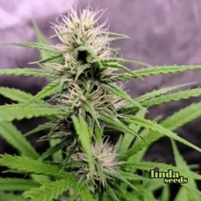 Auto Mimosa Orange Punch Seed > Linda Seeds | Autoflowering Cannabis   |  Hybrid