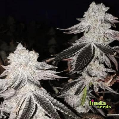 Auto Mintz Samen > Linda Seeds | Autoflowering Hanfsamen  |  Indica