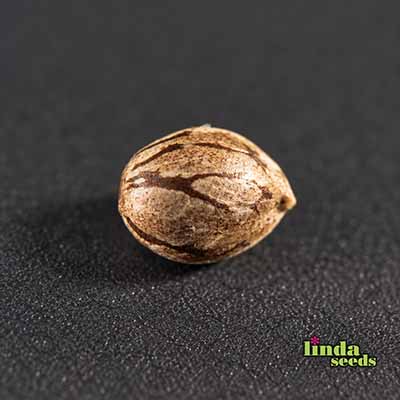 Auto Mintz Seed > Linda Seeds | Autoflowering Cannabis   |  Indica