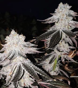 Auto Mintz > Linda Seeds | Autoflowering Hanfsamen  |  Indica