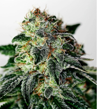 Auto Mystic Cookie > Positronics | Graines Autofloraison  |  Indica