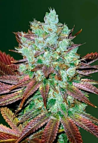 Auto NHL Diesel > Victory Seeds | Graines Autofloraison  |  Hybride