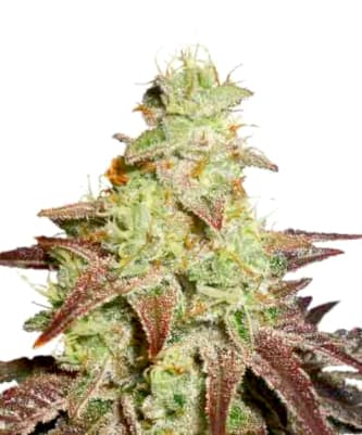 Auto Night Queen > Dutch Passion | Autoflowering Cannabis   |  Indica