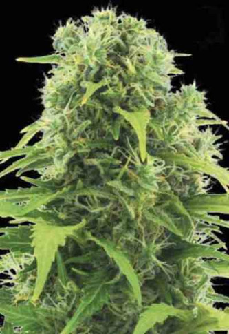 Auto Northern Light > Bulk Seed Bank | Autoflowering Hanfsamen  |  Indica