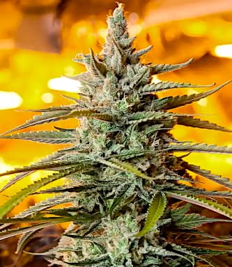 Auto Northern Light > Bulldog Seeds | Graines Autofloraison  |  Indica