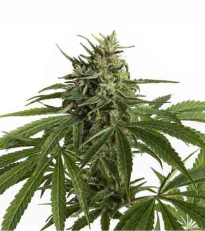 Auto Northern Light > Linda Seeds | Cannabis seeds recommendations  |  Affordable Cannabis