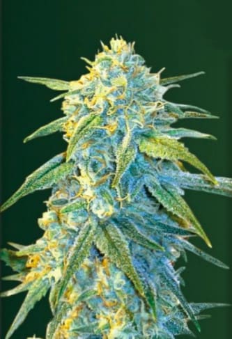 Auto Northern Light > Victory Seeds | Autoflowering Hanfsamen  |  Hybrid