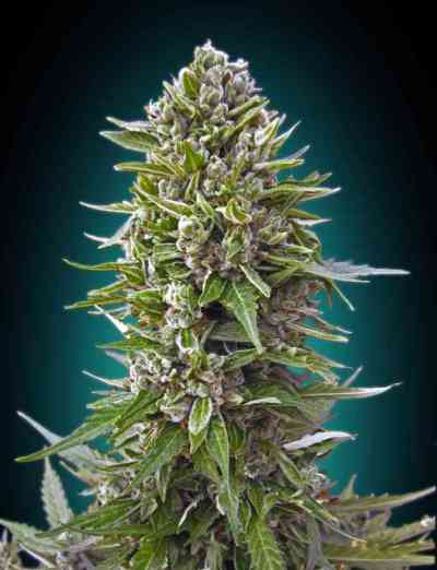 Automatic Collection #2 > 00 Seeds Bank | Autoflowering Cannabis   |  Indica