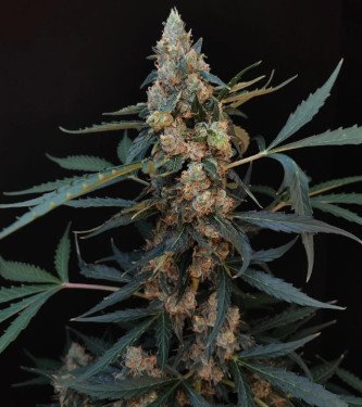 Auto Original Northern Lights > Fast Buds Company | Autoflowering Cannabis   |  Indica