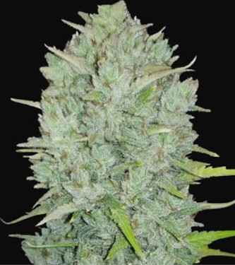 Auto Original Northern Lights > Fast Buds Company | Autoflowering Cannabis   |  Indica