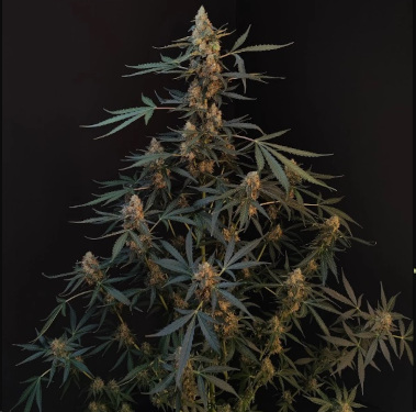 Auto Original Northern Lights > Fast Buds Company | Autoflowering Cannabis   |  Indica