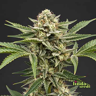 Northern Lights Auto (Linda Seeds)