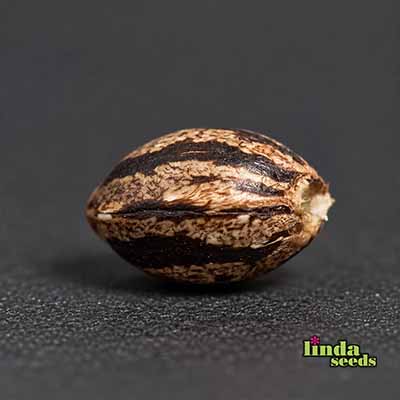 Auto Northern Light Samen > Linda Seeds | Hanfsamen Empfehlungen  |  Günstige Hanfsamen