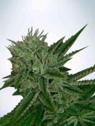 Auto Northern Lights Samen > Ministry of Cannabis | Autoflowering Hanfsamen  |  Indica