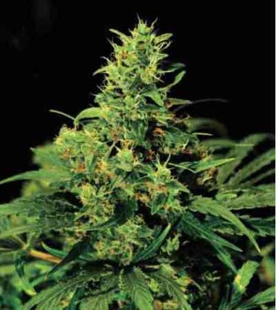 Auto NYC Diesel > Linda Seeds | Autoflowering Cannabis   |  Hybrid