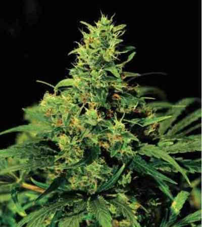 Auto NYC Diesel > Linda Seeds | Autoflowering Hanfsamen  |  Hybrid