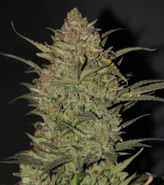 Auto OG Kush > Fast Buds Company | Semillas autoflorecientes  |  Índica