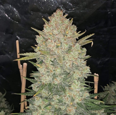 Auto OG Kush > Fast Buds Company | Graines Autofloraison  |  Indica