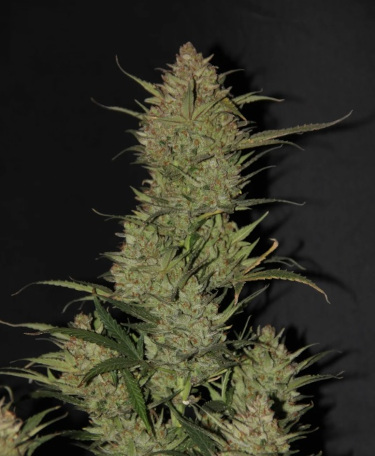 Auto OG Kush > Fast Buds Company | Semillas autoflorecientes  |  Índica