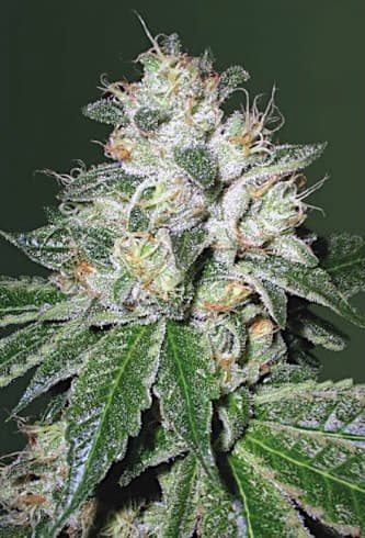 Auto OG Kush > Victory Seeds | Semillas autoflorecientes  |  Híbrido