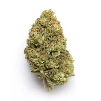 OG Triploid Auto > Humboldt Seeds Company | Autoflowering Cannabis   |  Hybrid