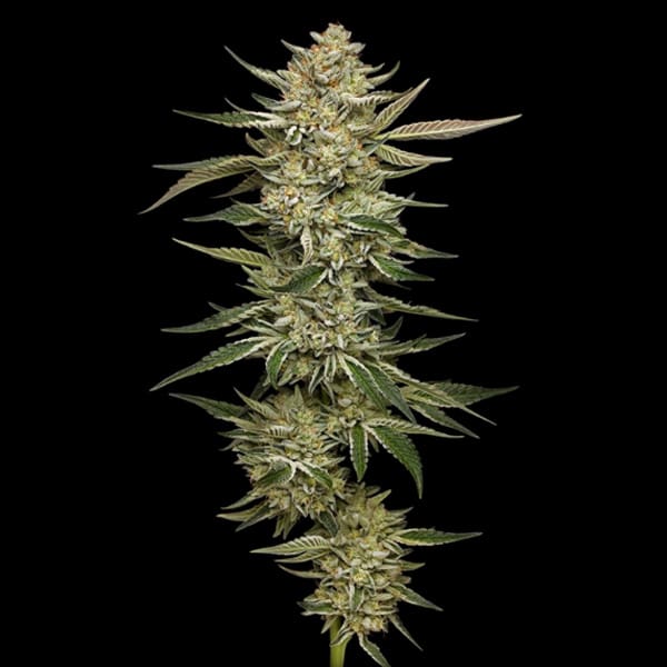 OG Triploid Auto > Humboldt Seeds Company | Autoflowering Cannabis   |  Hybrid