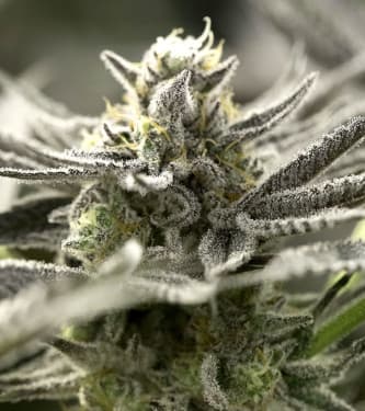 Auto OGKZ > Humboldt Seed Organisation | Feminisierte Hanfsamen  |  Indica