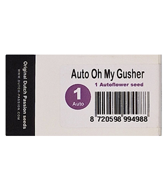 Auto Oh My Gusher > Dutch Passion | Graines Autofloraison  |  Hybride