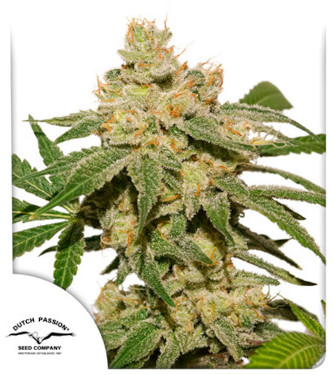 Auto Oh My Gusher > Dutch Passion | Graines Autofloraison  |  Hybride