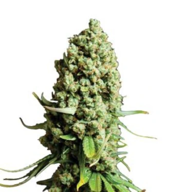 Auto Orange Bud > Nirvana | Autoflowering Cannabis   |  Hybrid