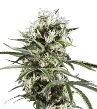 Auto Orange Bud > Nirvana | Autoflowering Cannabis   |  Hybrid