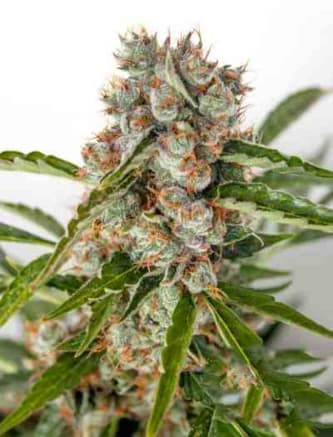 Auto Orange Bud > Dutch Passion | Graines Autofloraison  |  Sativa