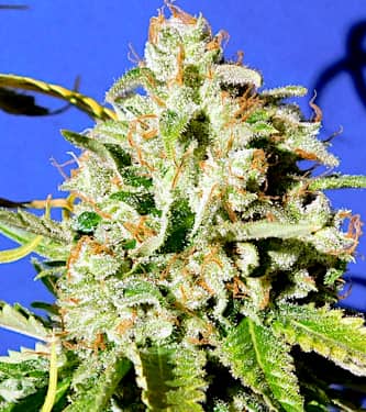 Auto Orange Diesel > Original Sensible Seeds | Autoflowering Cannabis   |  Hybrid