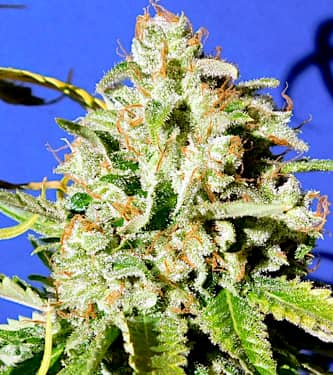 Auto Orange Diesel > Original Sensible Seeds | Semillas autoflorecientes  |  Híbrido