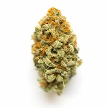 Auto Orange Gorilla XL Samen > Original Sensible Seeds | Autoflowering Hanfsamen  |  Indica