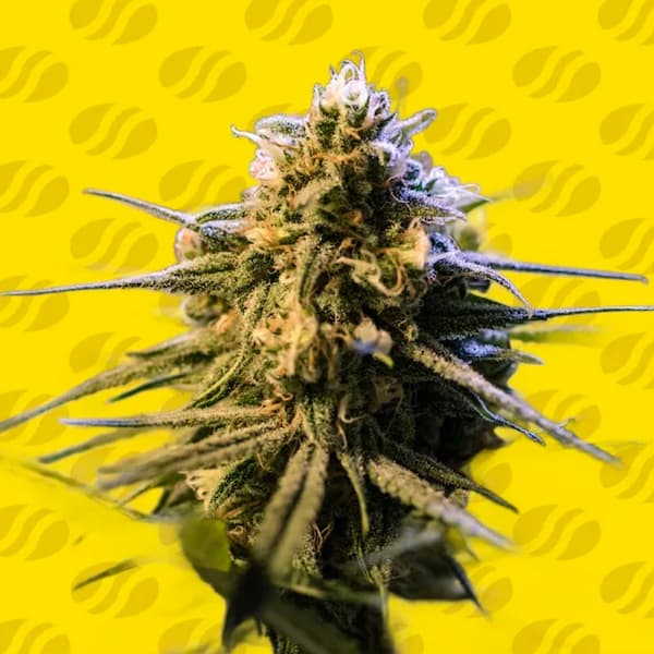 Auto Orange Gorilla XL Samen > Original Sensible Seeds | Autoflowering Hanfsamen  |  Indica